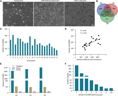 Identification of Circular RNA Expression Profiles in White Adipocytes and Their Roles in Adipogenesis